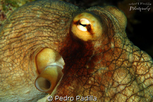 Octopus Eye and Siphon
Nikon D80 with 105mm lens, Two st... by Pedro Padilla 